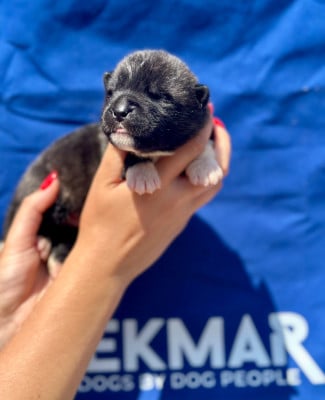Les chiots de Akita americain