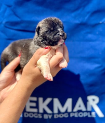 Les chiots de Akita americain