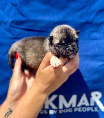 Les chiots de Akita americain
