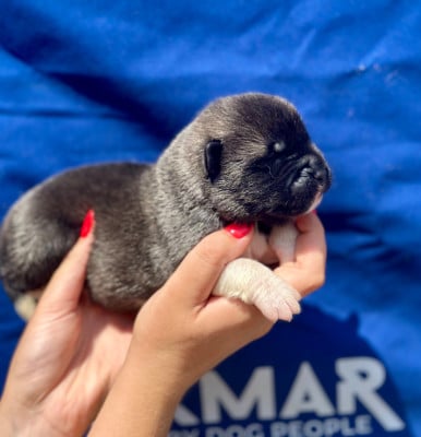 Les chiots de Akita americain