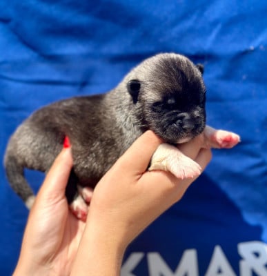 Les chiots de Akita americain