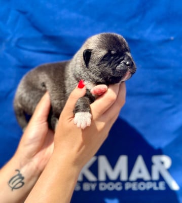 Les chiots de Akita americain