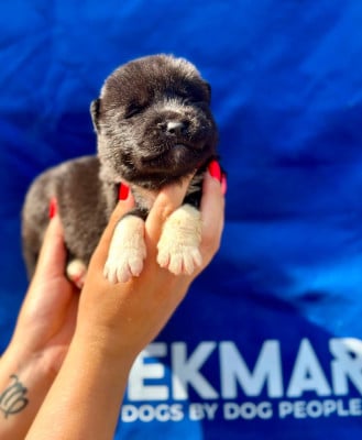 Les chiots de Akita americain
