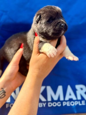 Les chiots de Akita americain