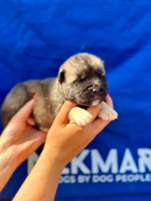 Les chiots de Akita americain