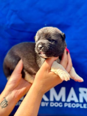 Les chiots de Akita americain
