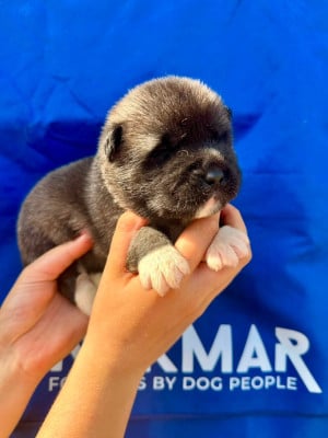 Les chiots de Akita americain