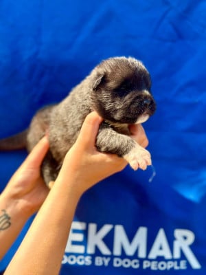 Les chiots de Akita americain