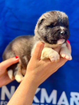 Les chiots de Akita americain