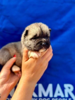 Les chiots de Akita americain