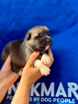 Les chiots de Akita americain