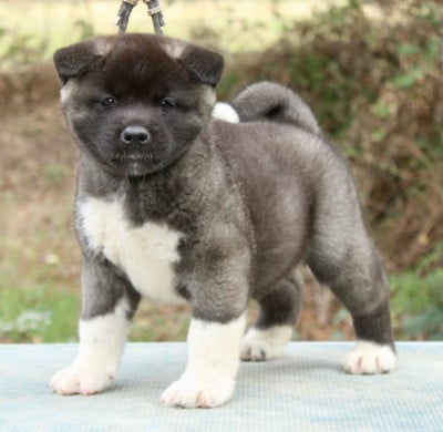 Les chiots de Akita americain