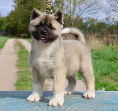 Les chiots de Akita americain