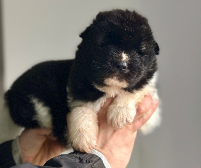 Les chiots de Akita americain