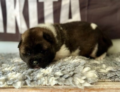 Les chiots de Akita americain