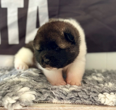 Les chiots de Akita americain