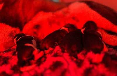 Les chiots de Akita americain