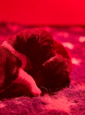 Les chiots de Akita americain