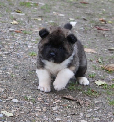 Les chiots de Akita americain