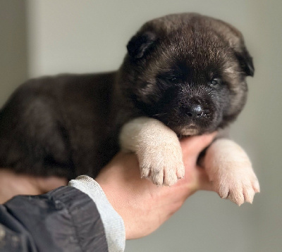 Les chiots de Akita americain