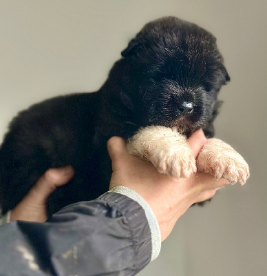 Les chiots de Akita americain