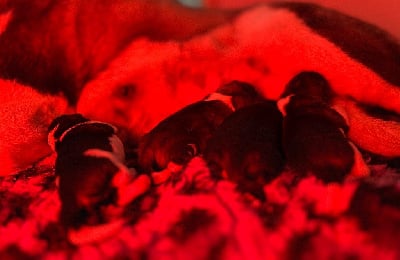 Les chiots de Akita americain