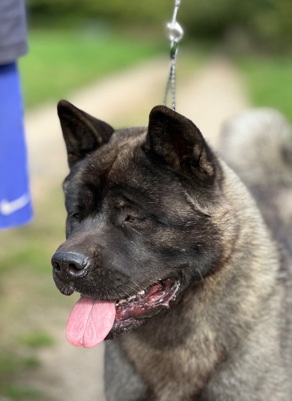 Rampage Spirit Vein of venus - 1er excellent / CACS