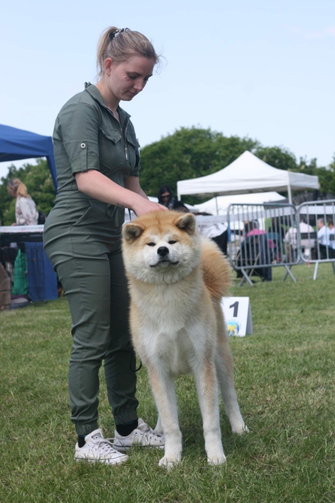 Rampage Spirit Taya - 1ère Très Prometteur / BOB Puppy