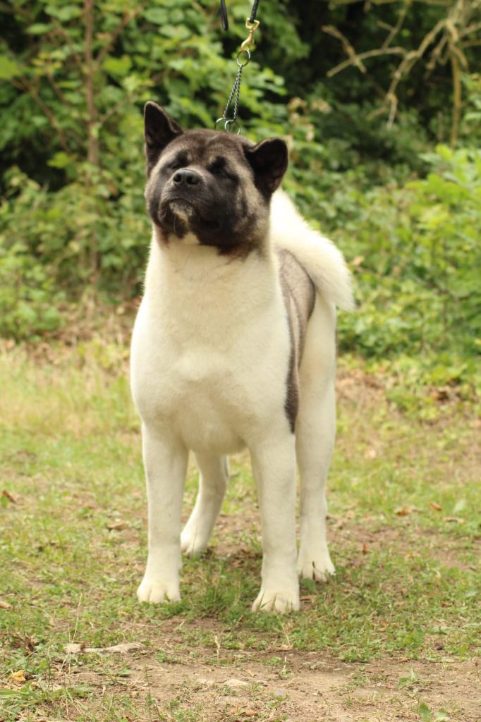 Rampage Spirit Very important puppy - 1ère excellente - RCACS