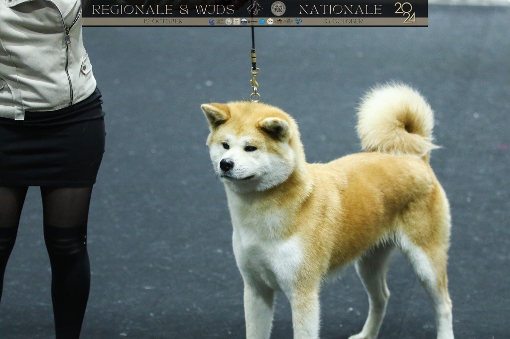 Rampage Spirit Taya - Excellent NC