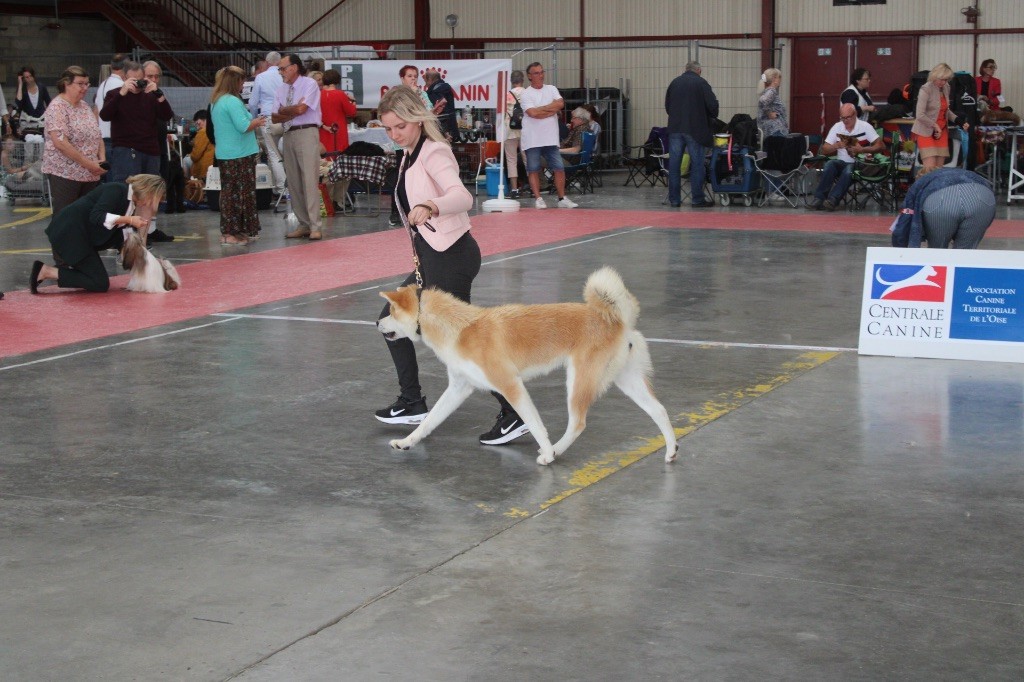 Rampage Spirit Taya - 1ère excellent-CACIBJ-BOBJ-BOB