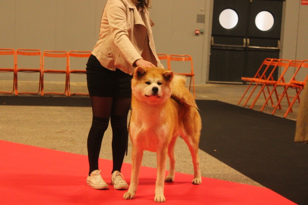 Rampage Spirit Taya - 1ere excellente / CACS / CACIB / BOB