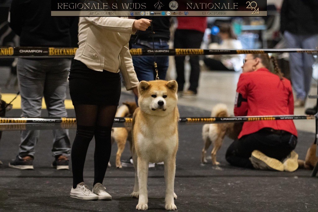 Rampage Spirit Taya - Excellent NC