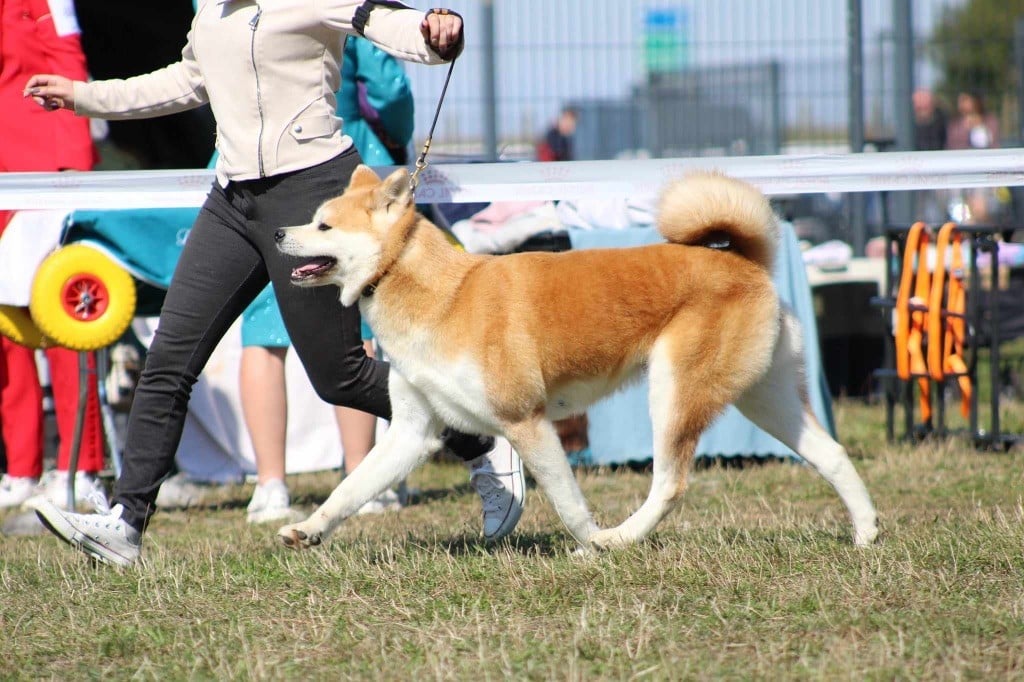 Rampage Spirit Taya - 1ere excellent-RCACS-RCACIB