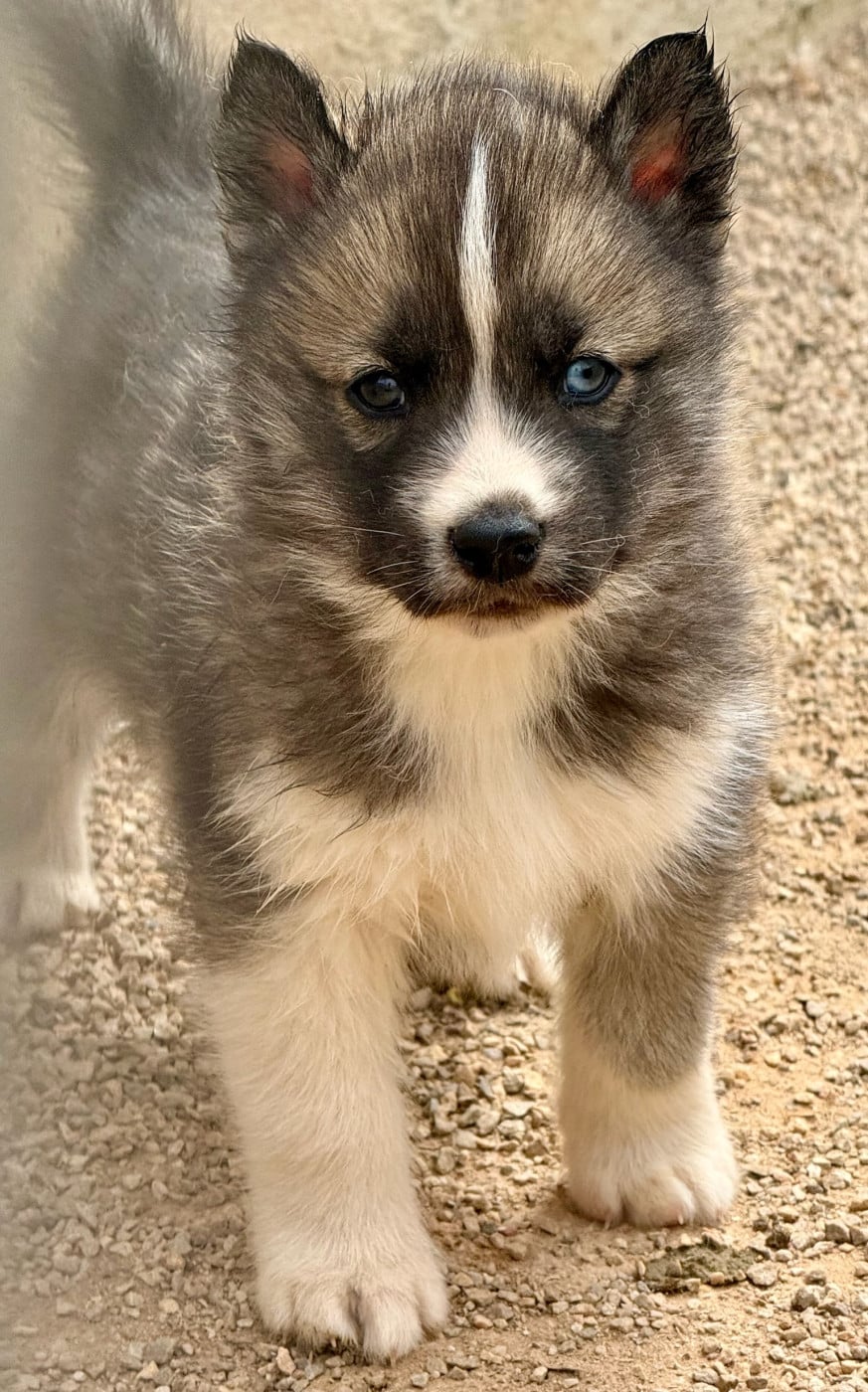 Chiot N°1 - Siberian Husky