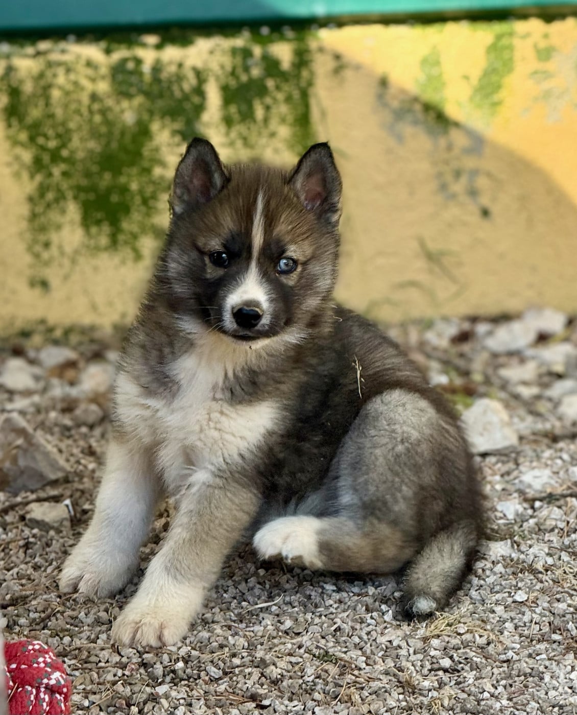 Chiot N°1