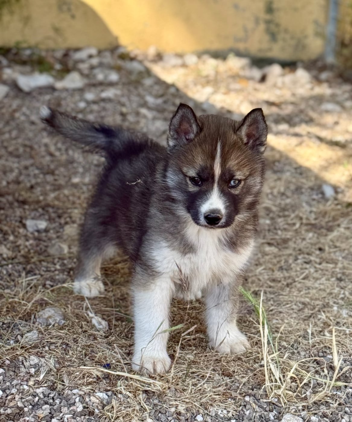 Chiot N°1