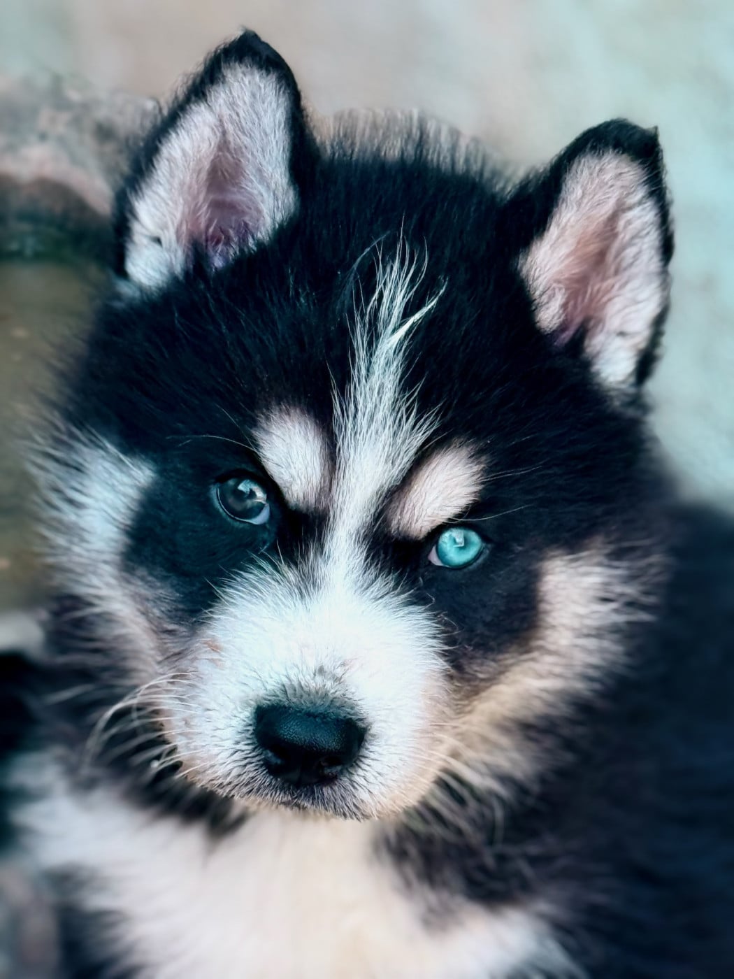 Chiot N°1