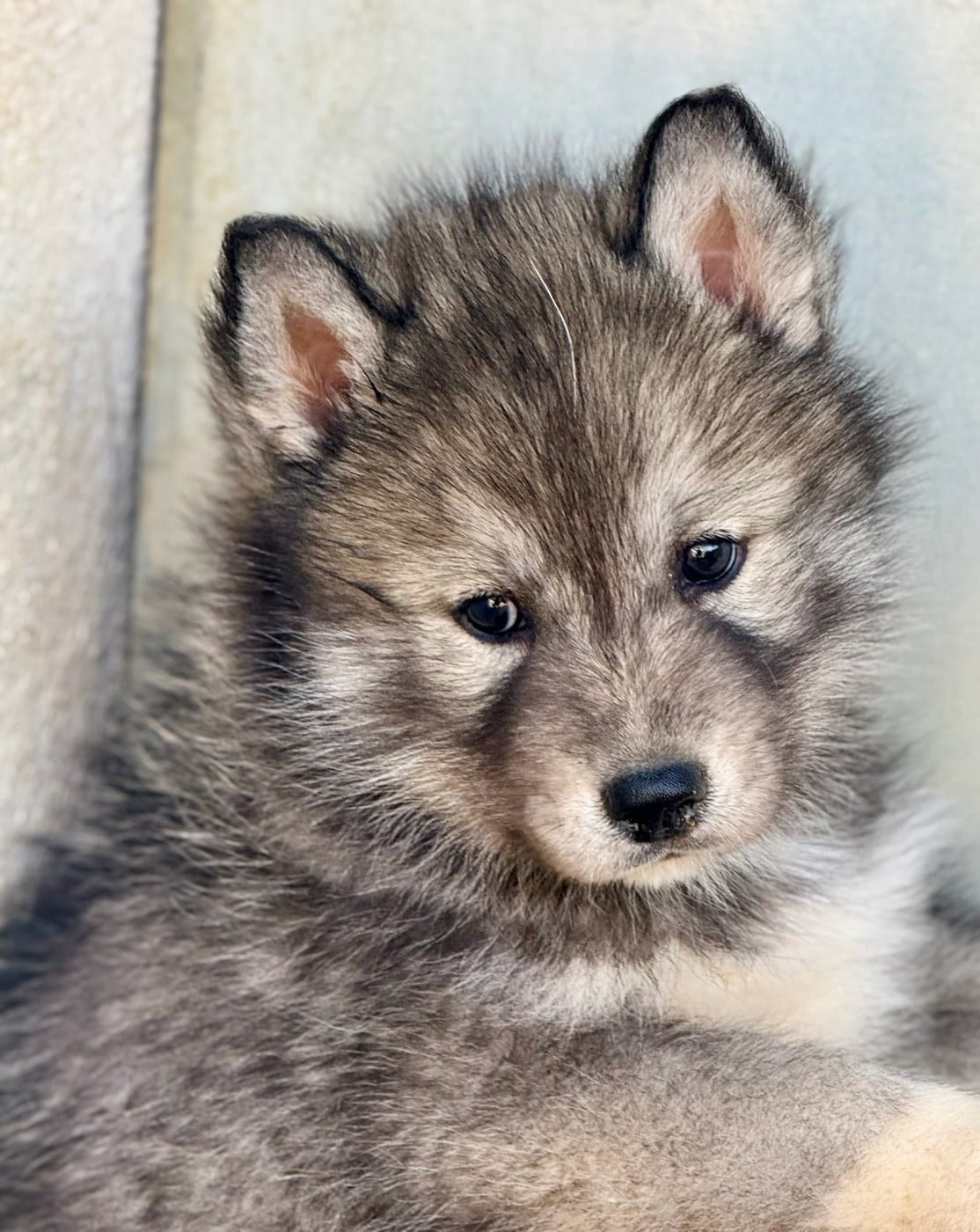 Chiot N°4