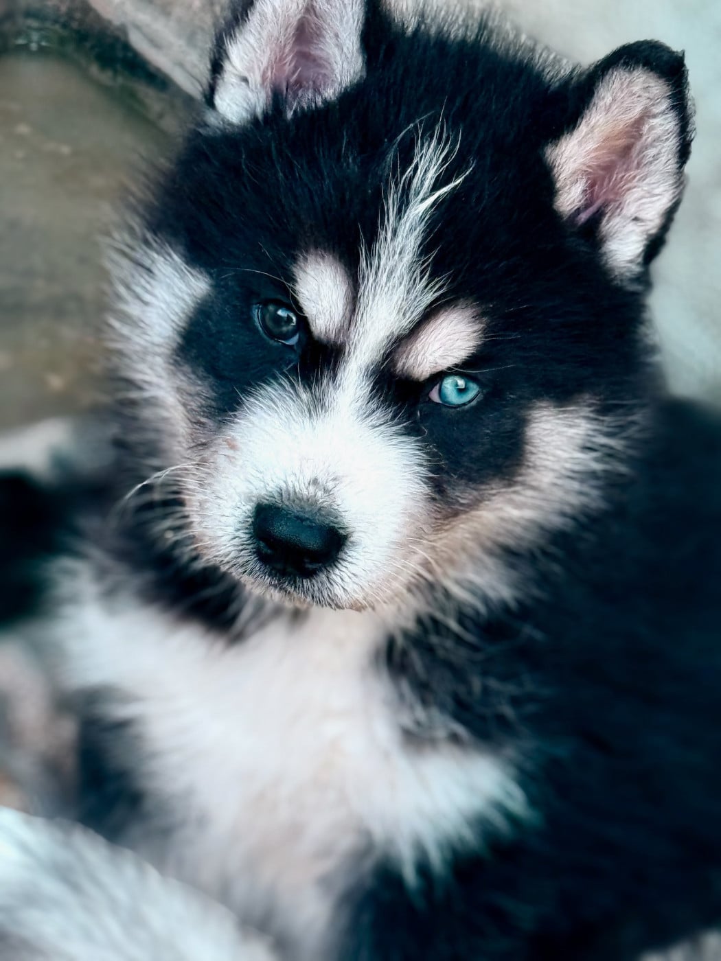 Chiot N°1