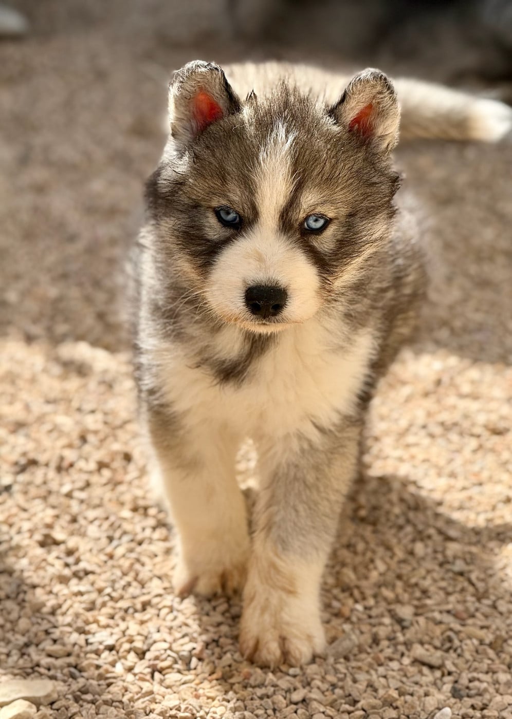 Chiot N°3