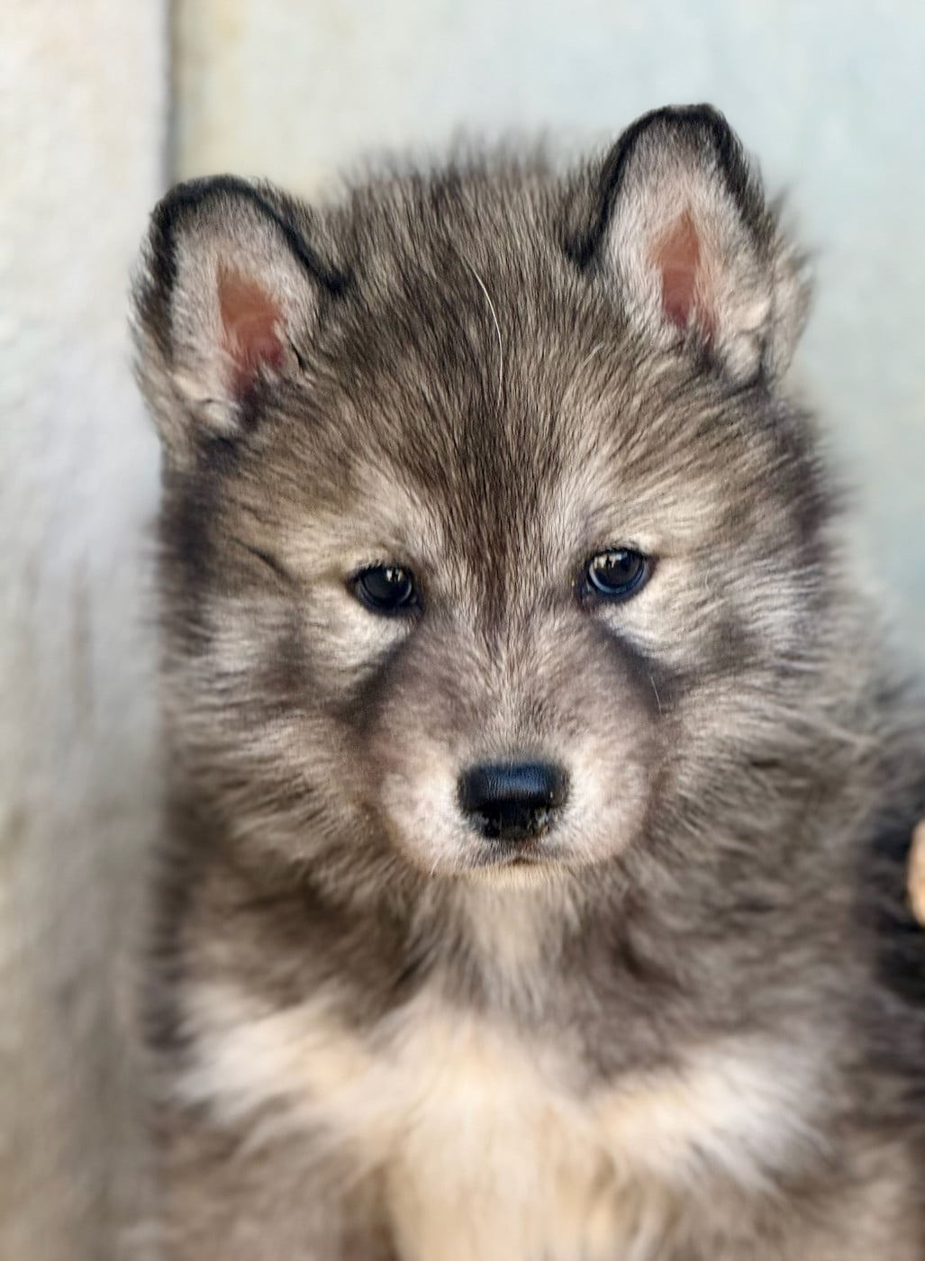 Chiot N°4