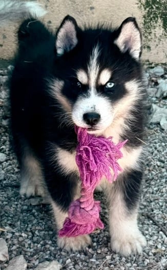 Chiot N°1