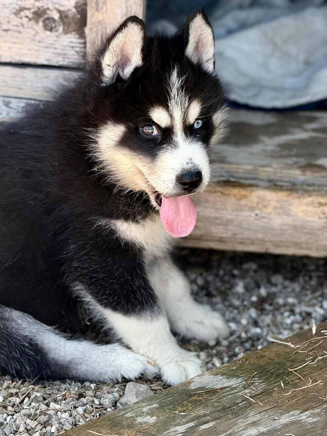 Chiot N°1