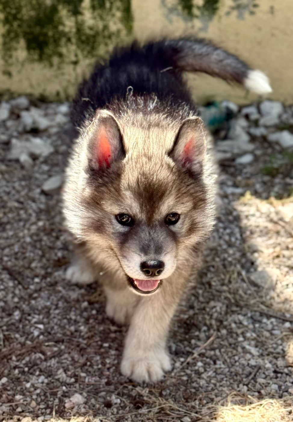Chiot N°2