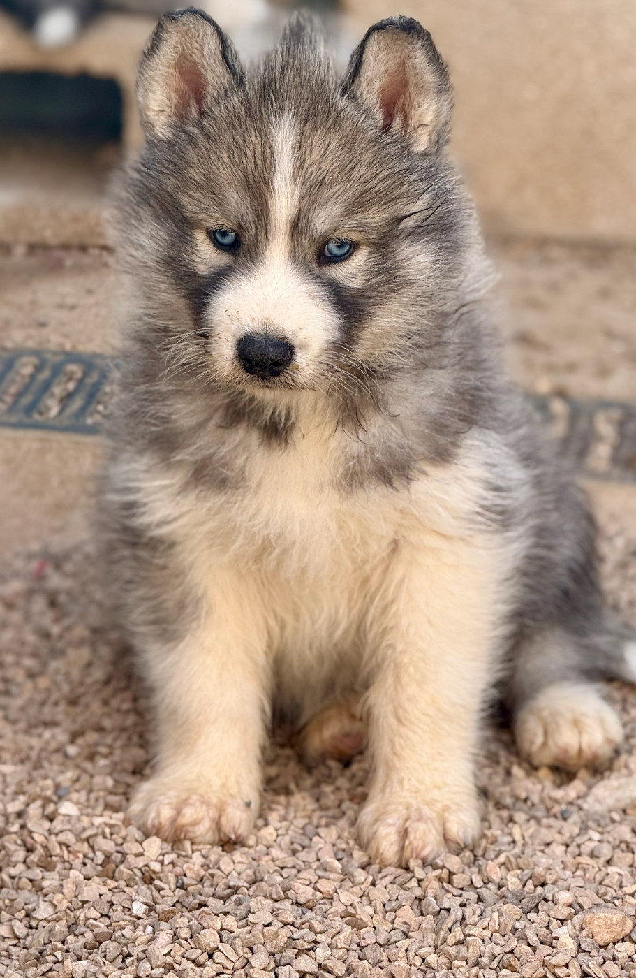 Chiot N°5