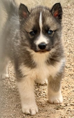 Chiot N°1 - Siberian Husky