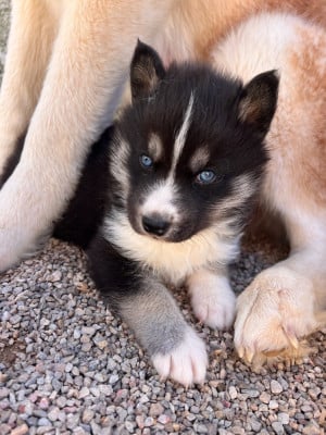 Chiot N°2 - Siberian Husky