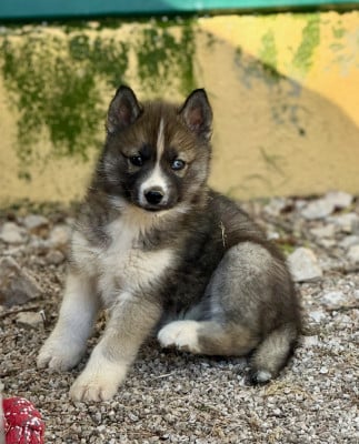 Les chiots de Siberian Husky