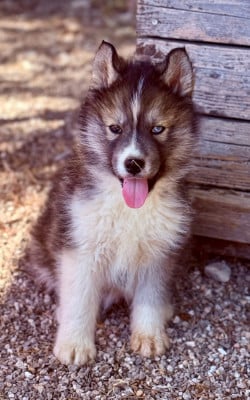 Les chiots de Siberian Husky